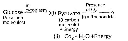 Class 10 Science Chapter 5 Previous Year Questions - Life Processes