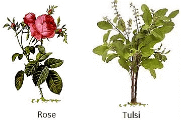 Plants Around Us - Class 1