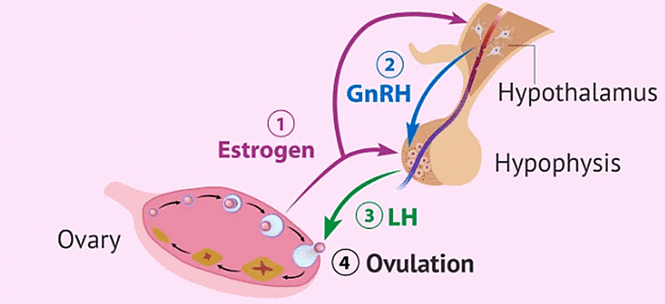 Gametogenesis: Spermatogenesis and Oogenesis | Biology Class 12 - NEET