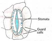 Class 10 Science Chapter 5 Previous Year Questions - Life Processes