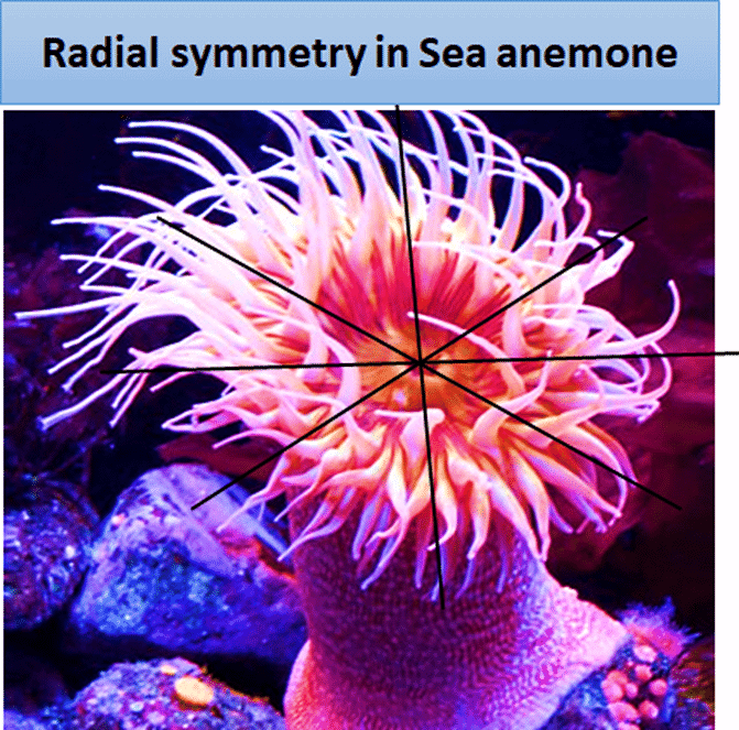 Sea Anemone