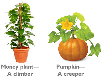 Plants Around Us - Class 1