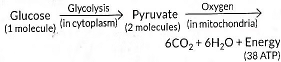 Class 10 Science Chapter 5 Previous Year Questions - Life Processes