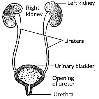 Class 10 Science Chapter 5 Previous Year Questions - Life Processes