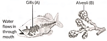 Class 10 Science Chapter 5 Previous Year Questions - Life Processes