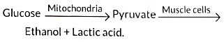 Class 10 Science Chapter 5 Previous Year Questions - Life Processes