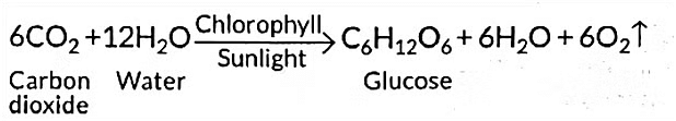Class 10 Science Chapter 5 Previous Year Questions - Life Processes