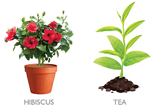 Plants Around Us - Class 1