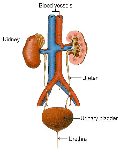 Class 10 Science Chapter 5 Previous Year Questions - Life Processes