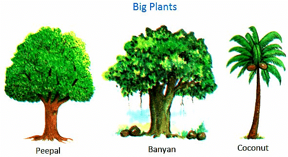 Plants Around Us - Class 1