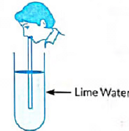 Class 10 Science Chapter 5 Previous Year Questions - Life Processes