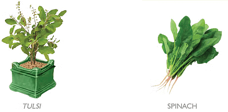 Plants Around Us - Class 1