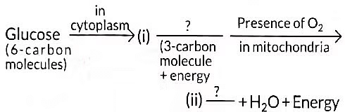 Class 10 Science Chapter 5 Previous Year Questions - Life Processes