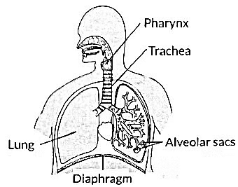 Class 10 Science Chapter 5 Previous Year Questions - Life Processes