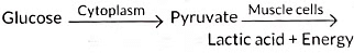 Class 10 Science Chapter 5 Previous Year Questions - Life Processes
