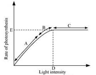 NCERT Solutions Class 11 Biology Chapter 13 - Photosynthesis in Higher Plants