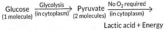 Class 10 Science Chapter 5 Previous Year Questions - Life Processes