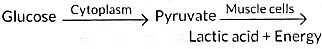 Class 10 Science Chapter 5 Previous Year Questions - Life Processes