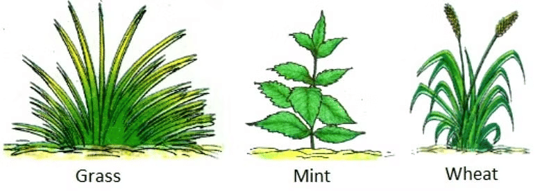 Plants Around Us - Class 1