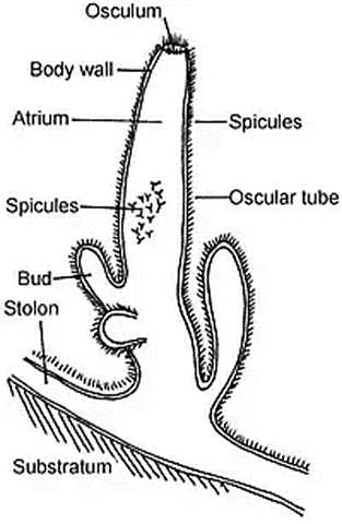 Spicules in Sponges