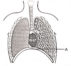 Class 10 Science Chapter 5 Previous Year Questions - Life Processes