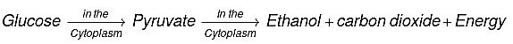 Class 10 Science Chapter 5 Previous Year Questions - Life Processes