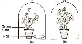 Class 10 Science Chapter 5 Previous Year Questions - Life Processes