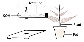 Class 10 Science Chapter 5 Previous Year Questions - Life Processes
