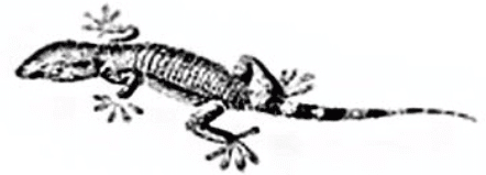 Chhotu’s House NCERT Solutions | EVS for Class 3