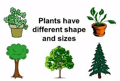 Plants Around Us - Class 1