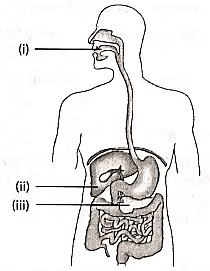 Class 10 Science Chapter 5 Previous Year Questions - Life Processes