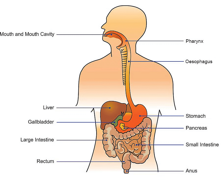 Class 10 Science Chapter 5 Previous Year Questions - Life Processes
