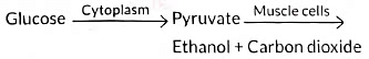 Class 10 Science Chapter 5 Previous Year Questions - Life Processes