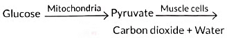 Class 10 Science Chapter 5 Previous Year Questions - Life Processes