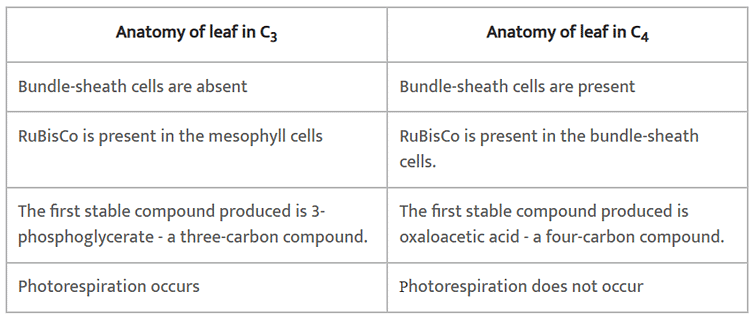 NCERT Solutions Class 11 Biology Chapter 13 - Photosynthesis in Higher Plants