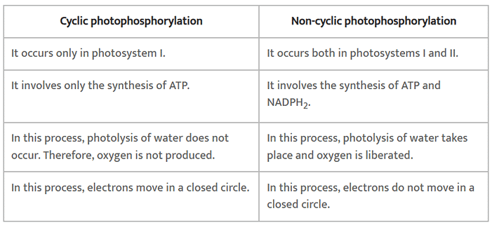 NCERT Solutions Class 11 Biology Chapter 13 - Photosynthesis in Higher Plants