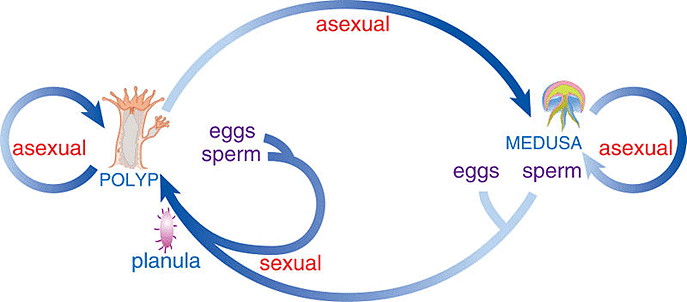 Polyp & Medusa behavior of polymorphism