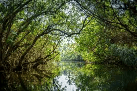 Environment and Ecology: November 2024 UPSC Current Affairs | Current Affairs & Hindu Analysis: Daily, Weekly & Monthly
