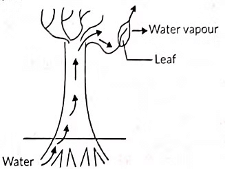 Class 10 Science Chapter 5 Previous Year Questions - Life Processes