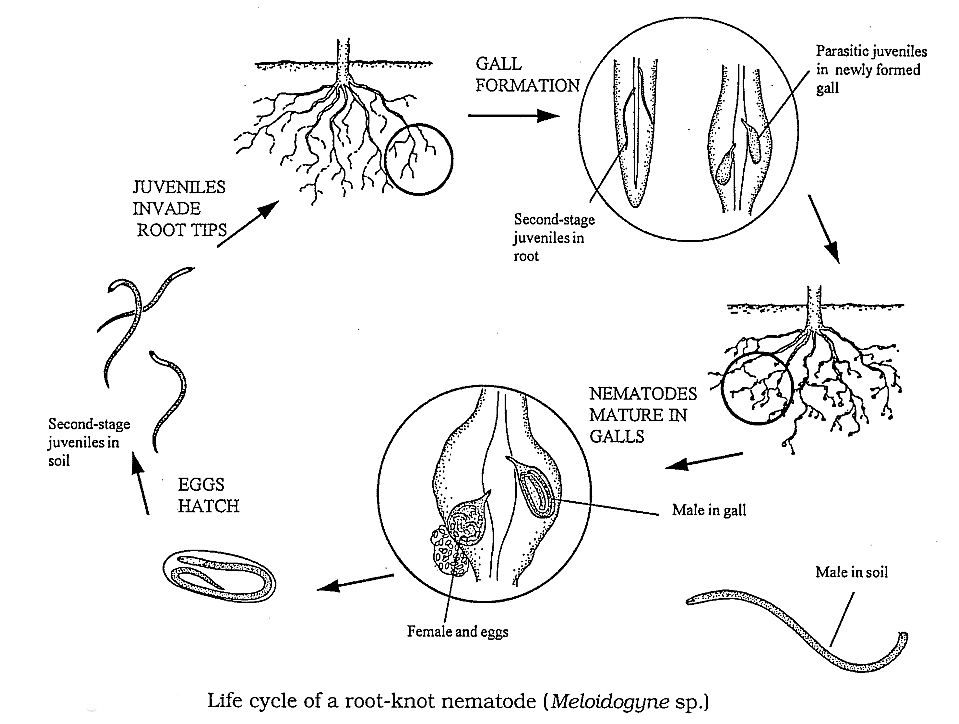 Important Crop Diseases Caused by Mycoplasma, Nematodes | Botany Optional for UPSC