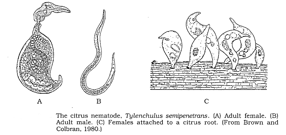 Important Crop Diseases Caused by Mycoplasma, Nematodes | Botany Optional for UPSC