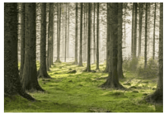 Forests - Our Lifeline Class 7 Notes Science Chapter 12