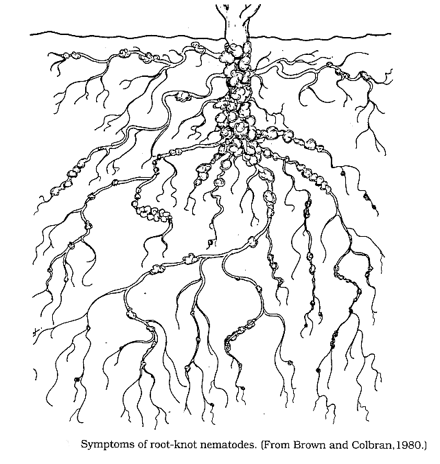 Important Crop Diseases Caused by Mycoplasma, Nematodes | Botany Optional for UPSC