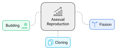Reproduction in Animals Summary Class 8 NCERT Summary Chapter 6