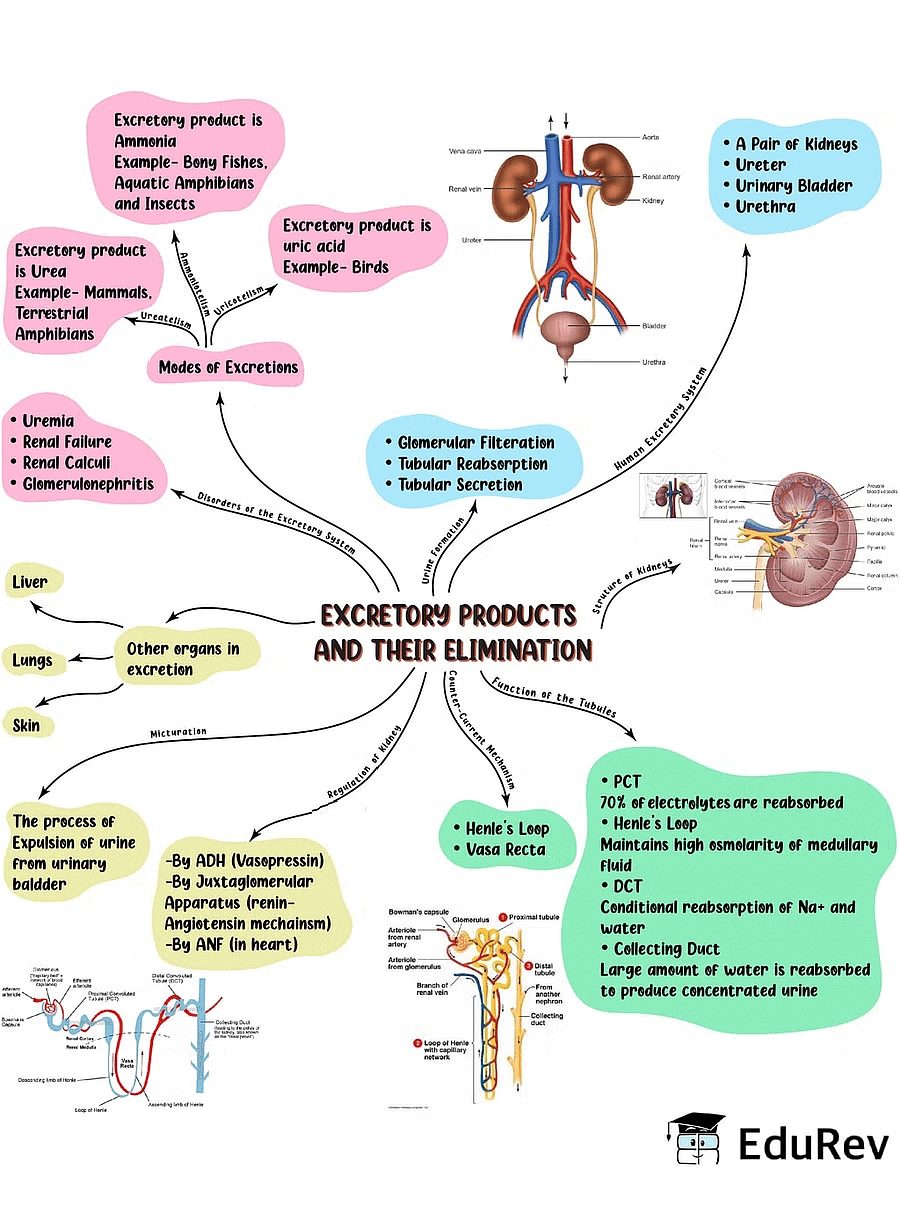 Mind Map: Excretory Products & their Elimination | Biology Class 11 - NEET