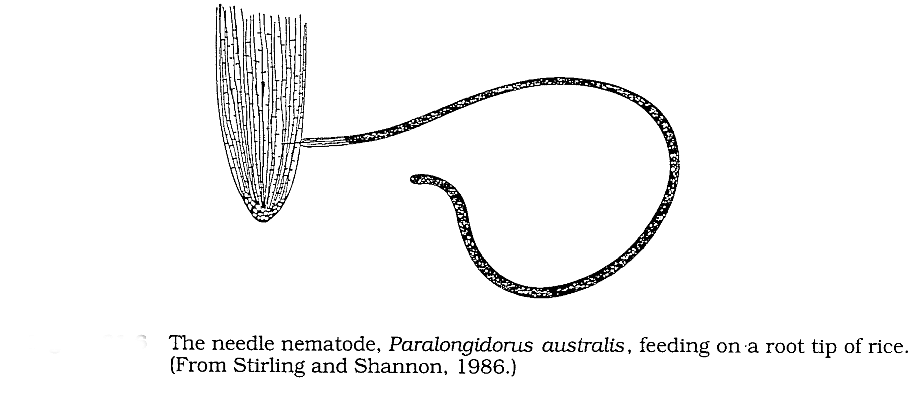 Important Crop Diseases Caused by Mycoplasma, Nematodes | Botany Optional for UPSC