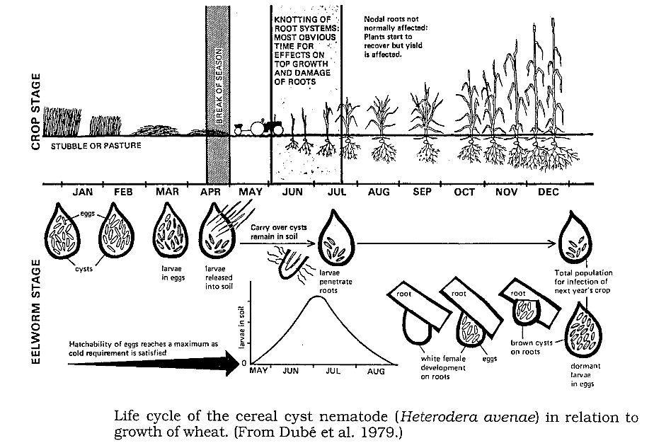 Important Crop Diseases Caused by Mycoplasma, Nematodes | Botany Optional for UPSC
