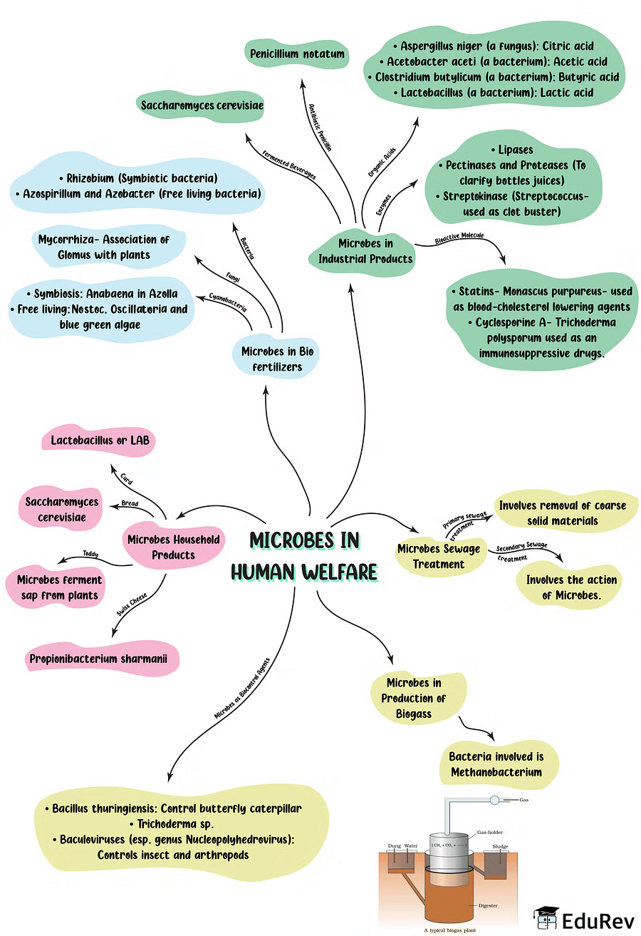 Mind Map: Microbes in Human Welfare | Biology Class 12 - NEET