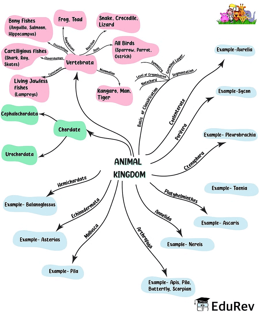 Mind Map: Animal Kingdom - NEET