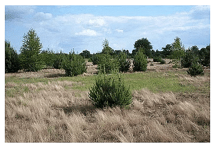 Principles of Ecology | Geography Optional for UPSC